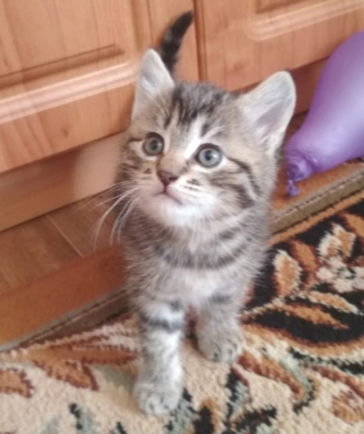 котик