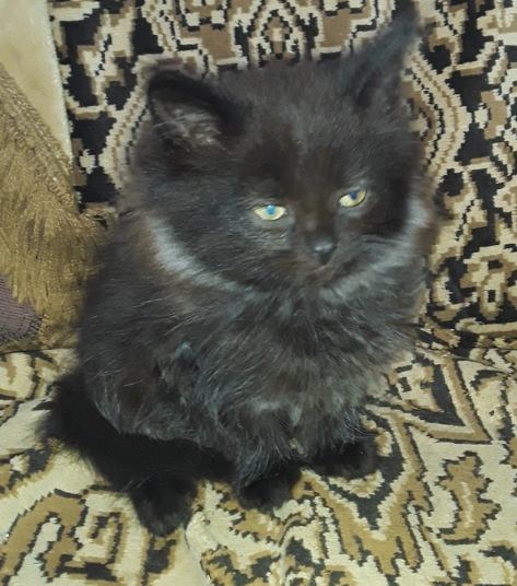 котик
