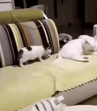 ezgif-4-3651fb785011