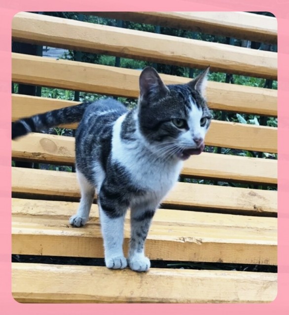 котя