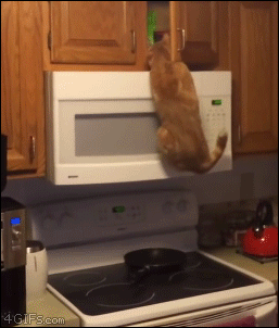Climbing-cat-gets-treats