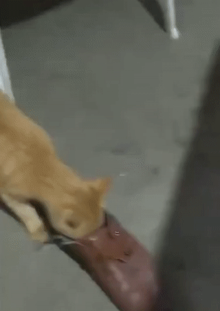 ezgif.com-video-to-gif