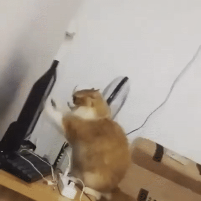 kote (2)