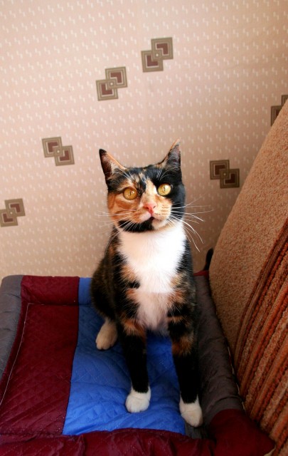 котик