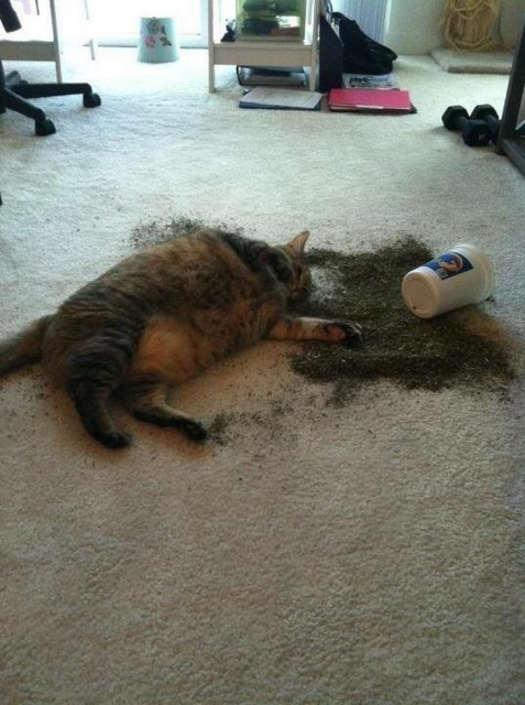 9182510-F1y6ES0-1530621201-728-95563e1ed5-1531179922[1]