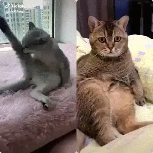 подключил платный канал...