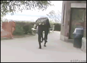 BigDog_kicked
