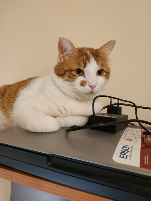 котик