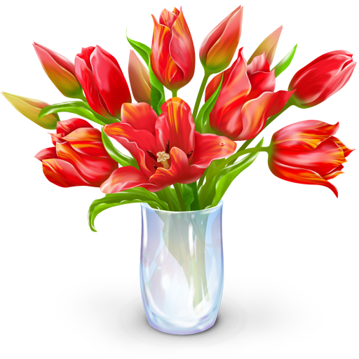tulipán