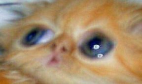 mozhno-nenado-shablon