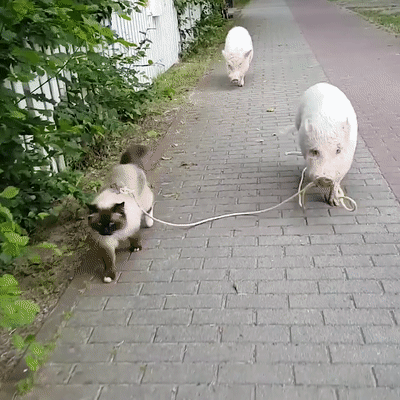 Zhivotnye__GIF