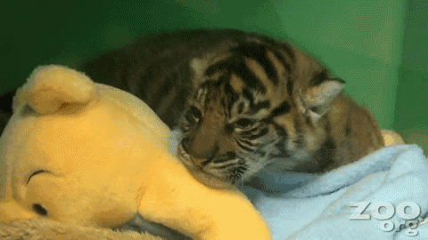 lpopolpmmt23