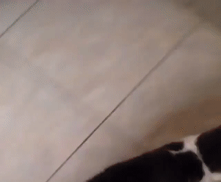 kote (1)