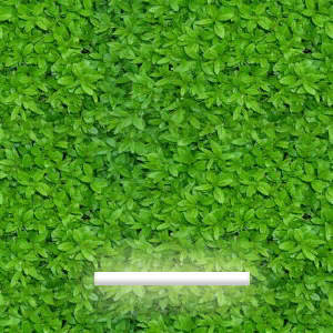 трава 2
