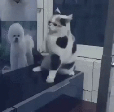 твой кот боксер