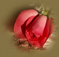 3__arnusha