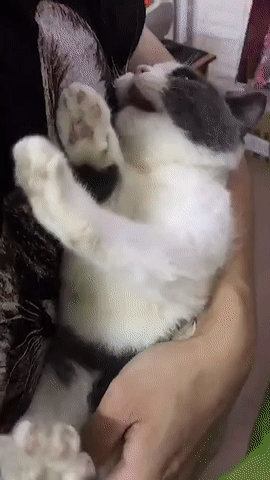 kote