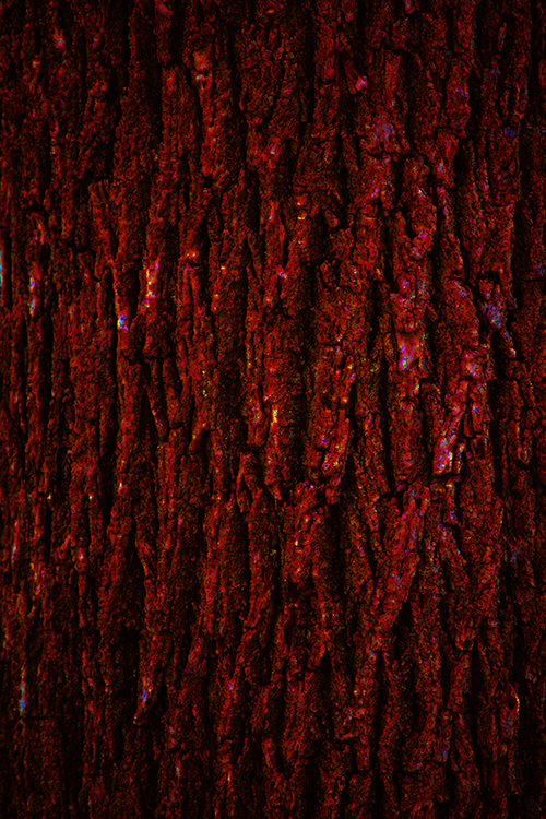 depositphotos_99123586-stock-photo-tree-oak-bark-texture