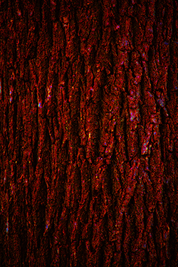 depositphotos_99123586stockphototreeoakbarktexture_yapfiles.ru