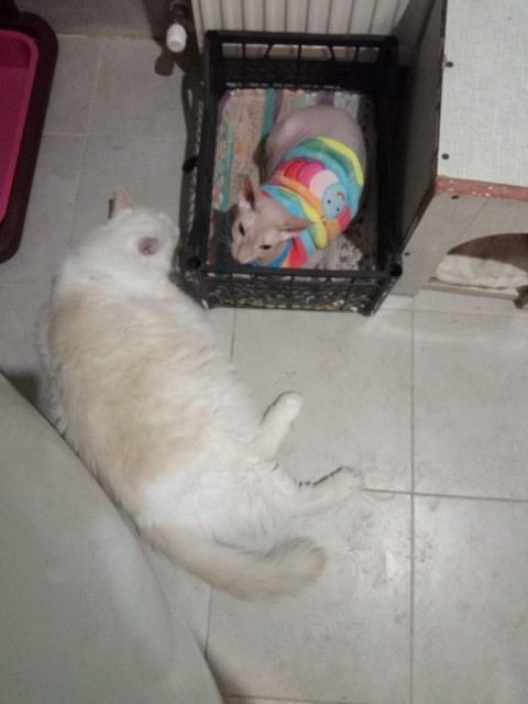 c7c38e0d-b1ca-44de-8482-59e62c8bd2b2