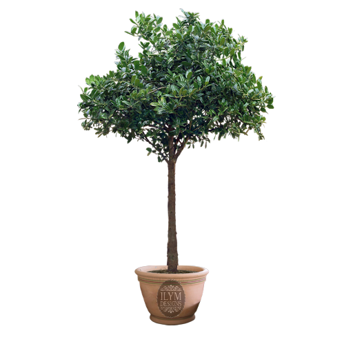 ILYMfreeplant4_zps565eb581