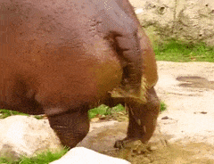 FamiliarRadiantBlackrussianterrier-max-1mb