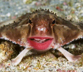 Нетопырь Дарвина