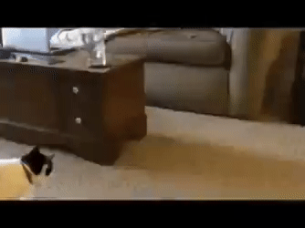 ezgif-4-a28866414c69