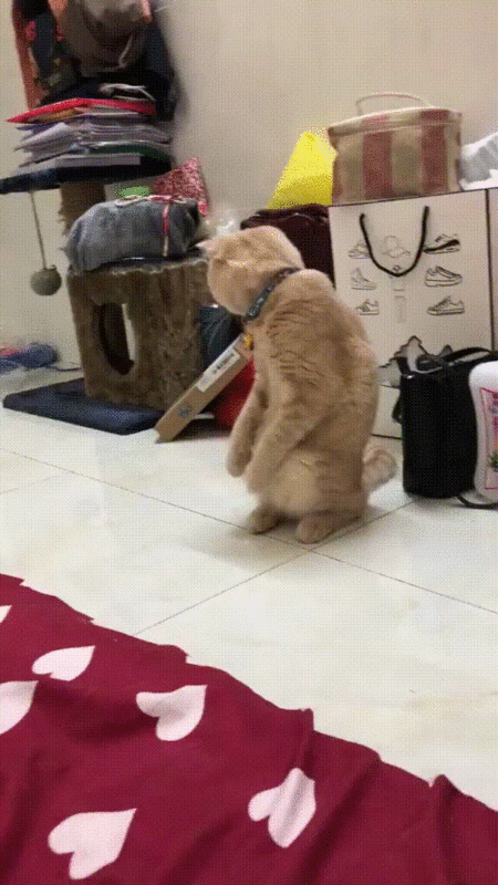 Cats-Can-Walk-On-Two-Feet-In-The-Bedroom-FUNNY-9GAG-LOL-LM (1)