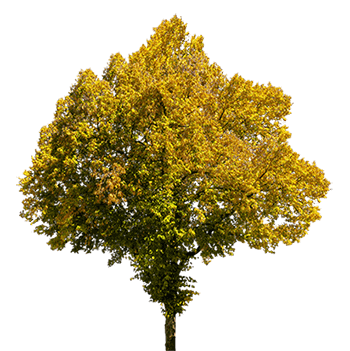 s1200_1_yapfiles (1)