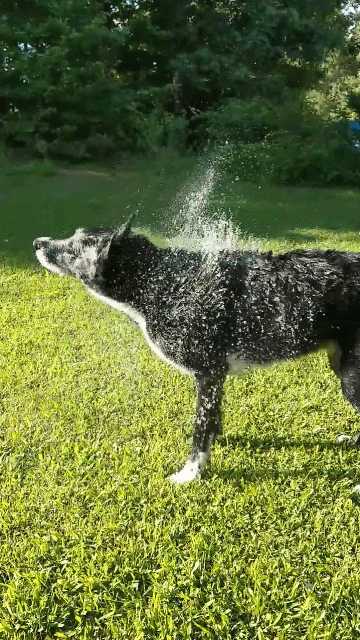 VIDEO0394~3-ANIMATION