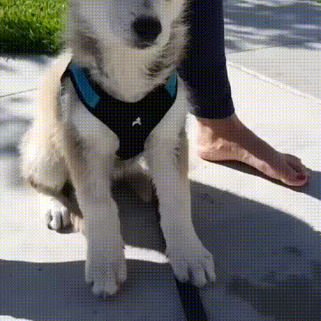 vk_com_animal_gif_2019_01206