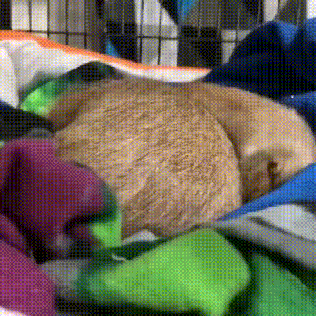 vk_com_animal_gif_2019_01204