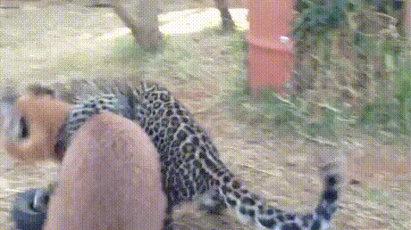 vk_com_animal_gif_2019_01214