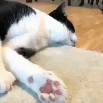kote