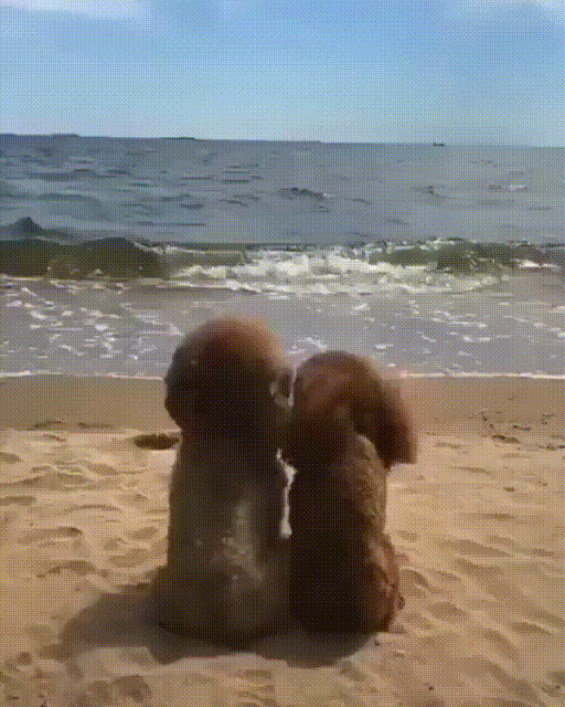 -собаки-море-5425047