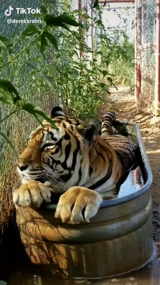 -тигр-большой-котэ-котэ-5426026