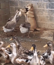 vk_com_showgif