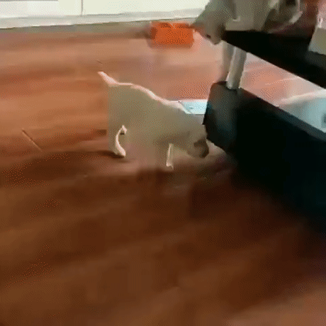 кот непричем