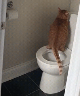 Кот откладывает личинки