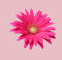 4__arnusha