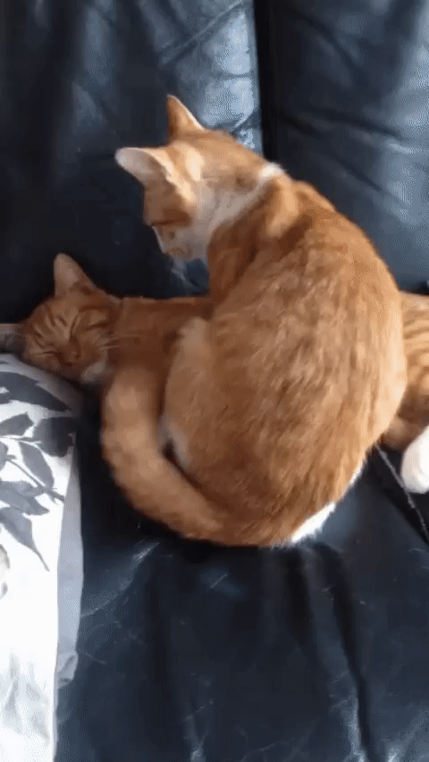 -котэ-песочница-5435456