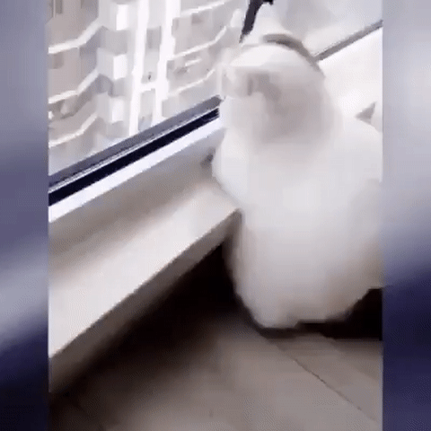 -котейка-5437255
