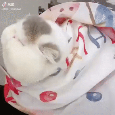 -котяра-балдеж-5434316