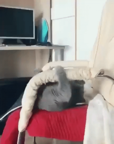 -котейка-удобно-5446988