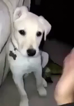 Неожиданный кусь