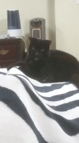 -котэ-живность-кусь-3493595