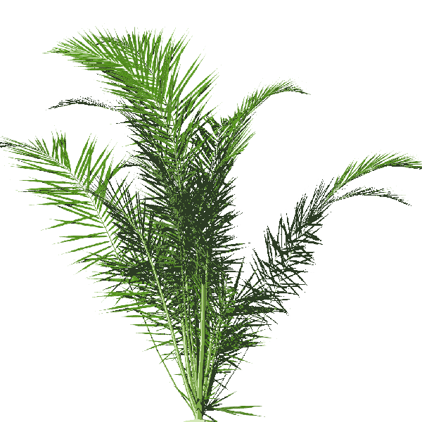 600px-Dypsis01-1-1-zpsb94d7fed