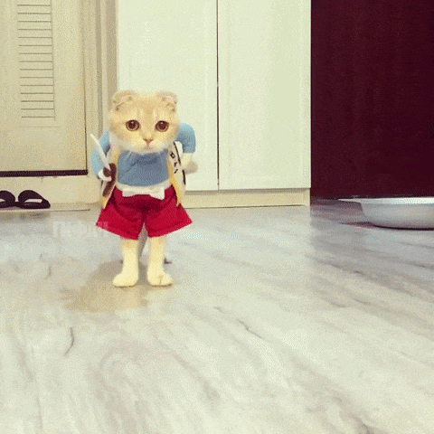 gif4444