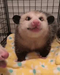 pikabu